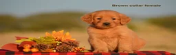 Golden Retriever dogs for sale: Kirsten - Ad 1