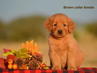 Golden Retriever dogs Kirsten - Ad 22
