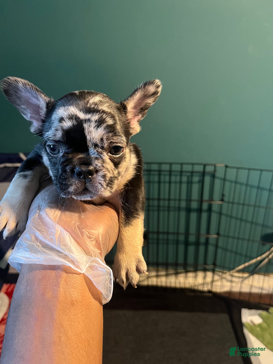 French Bulldog dogs for sale: Sterling - Ad 5