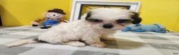 Teddy Bear dogs for sale: Crosby - Ad 7