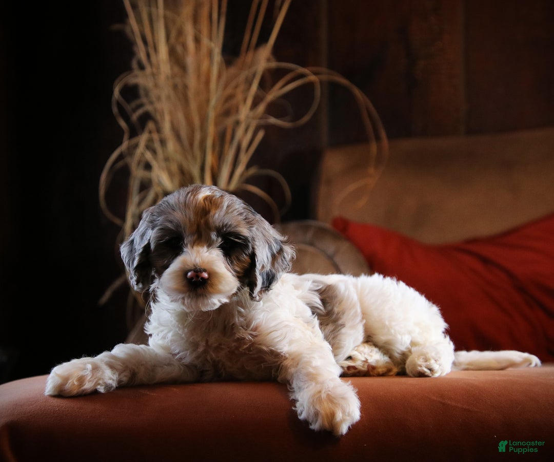 Cockapoo dogs for sale: Starlight - Ad 1