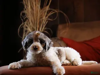 Cockapoo dogs Starlight - Ad 42