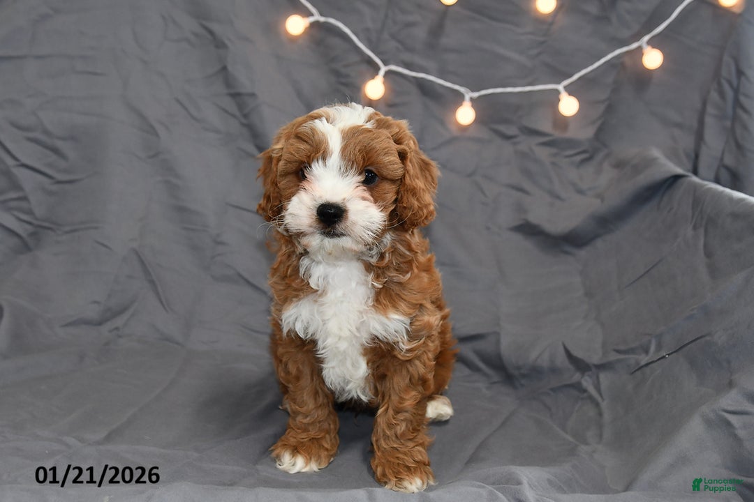 Cavapoo dogs for sale: Mason - Ad 4