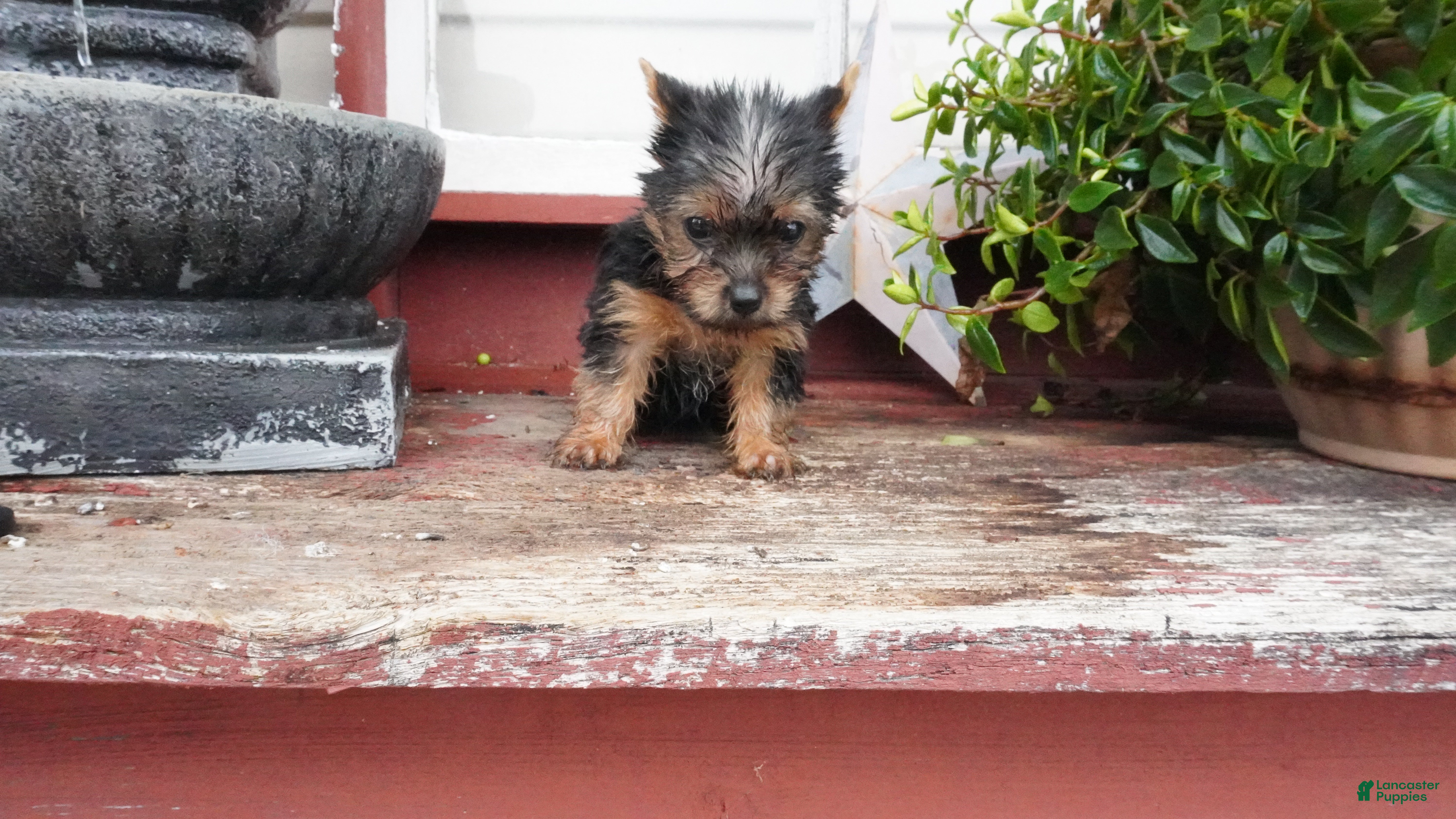 Yorkshire Terrier dogs Carrie  - Ad 2
