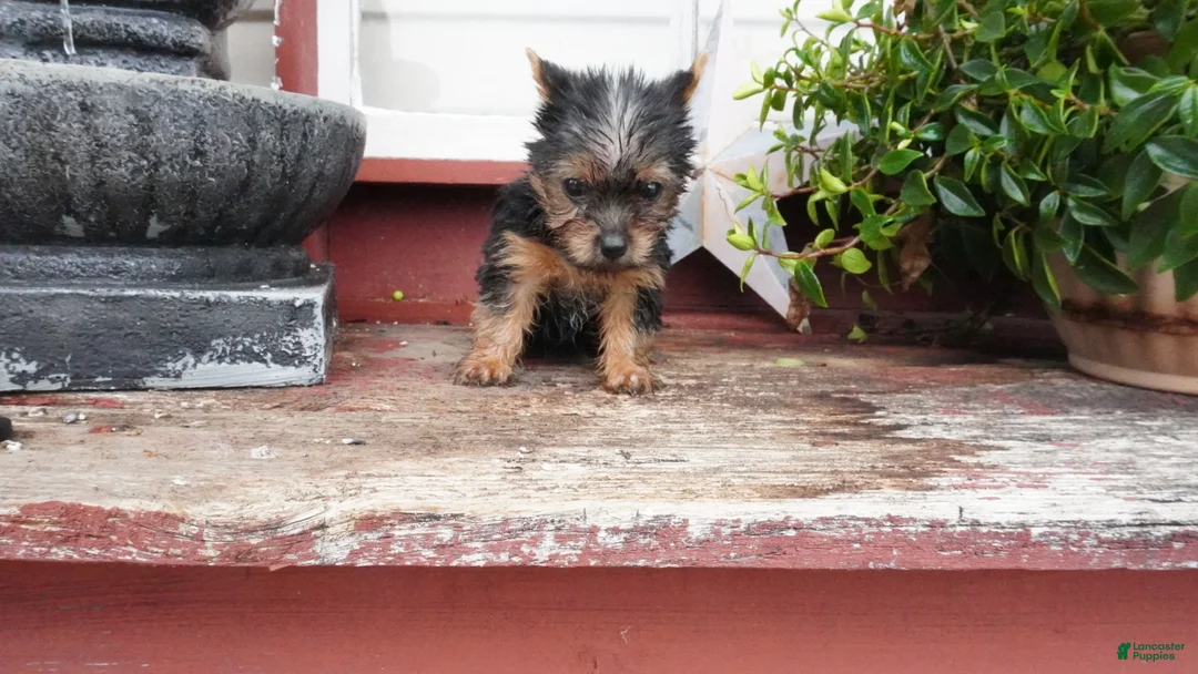 Yorkshire Terrier dogs for sale: Carrie  - Ad 2
