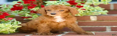 Monty