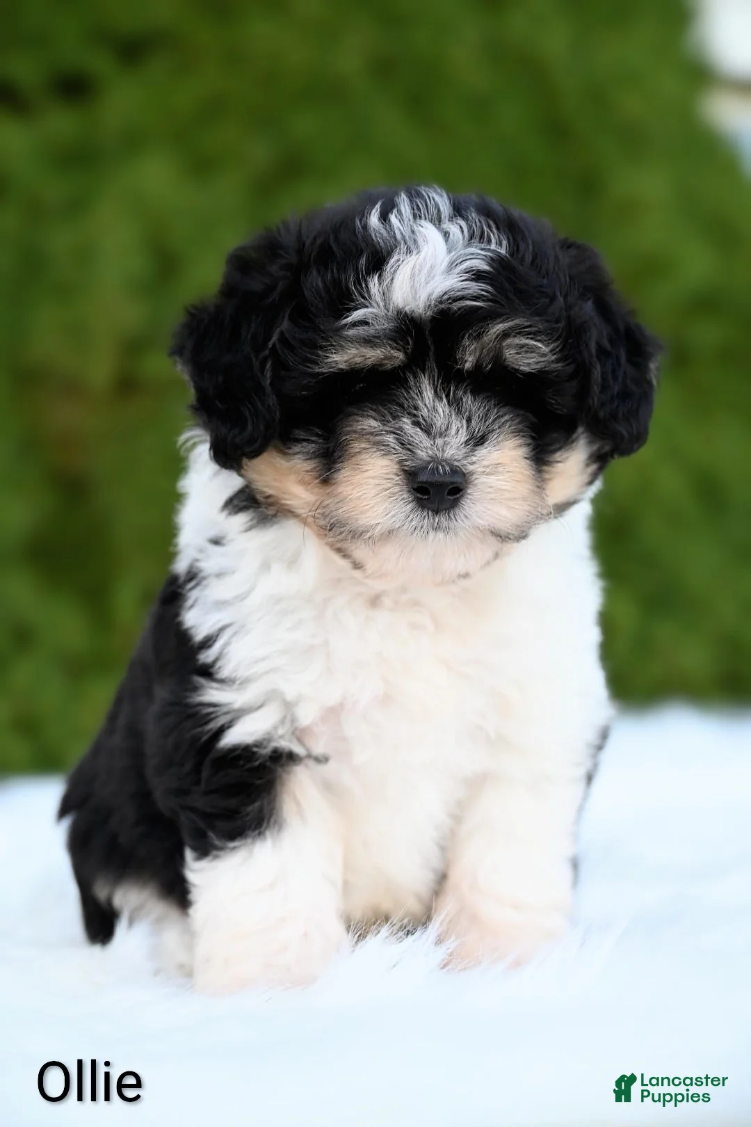 Miniature Australian Shepherd dogs for sale: Ollie - Ad 6