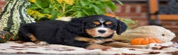 Miniature Bernese Mountain Dog dogs for sale: Lori - Ad 4