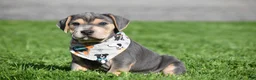 Beabull dogs for sale: Hank - Ad 4