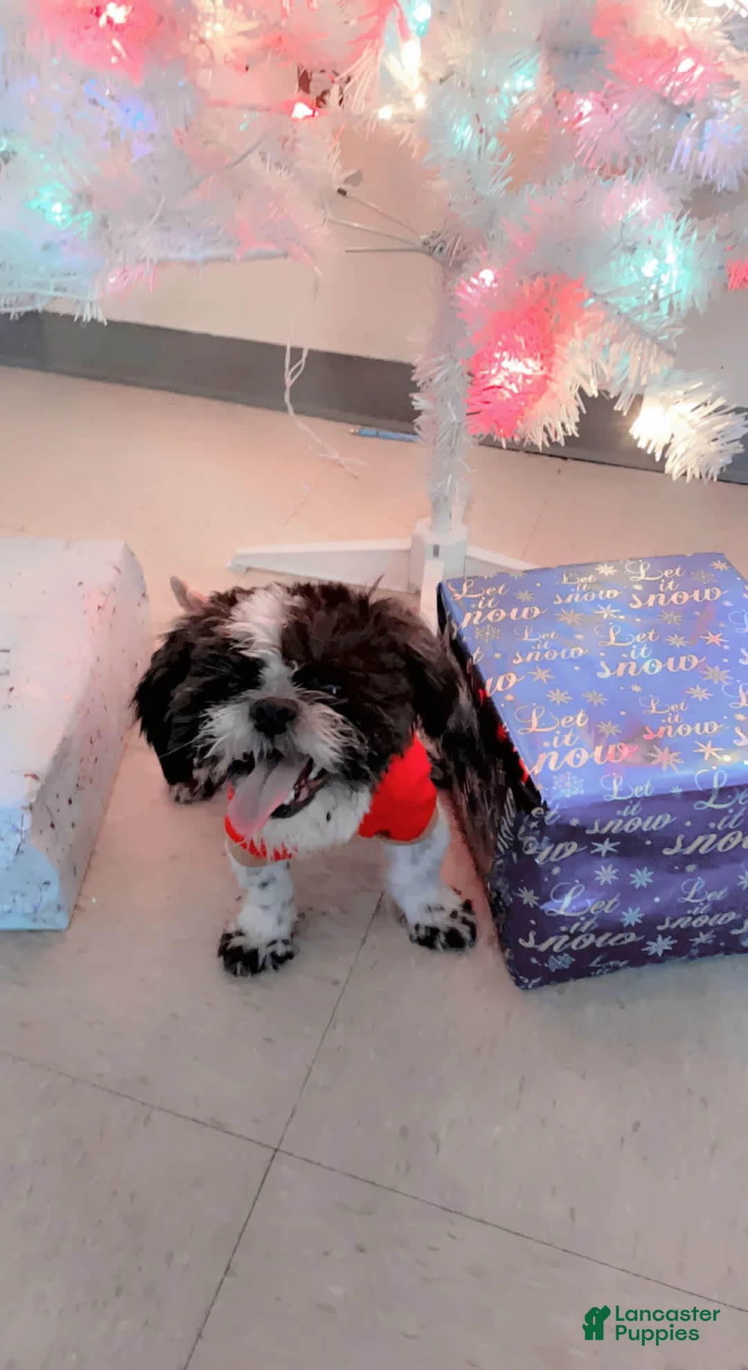 Gallery Image {{count}}