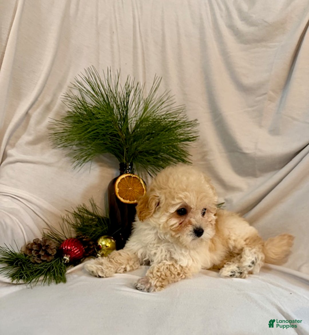 Toy Poodle dogs for sale: Gene - Ad 2