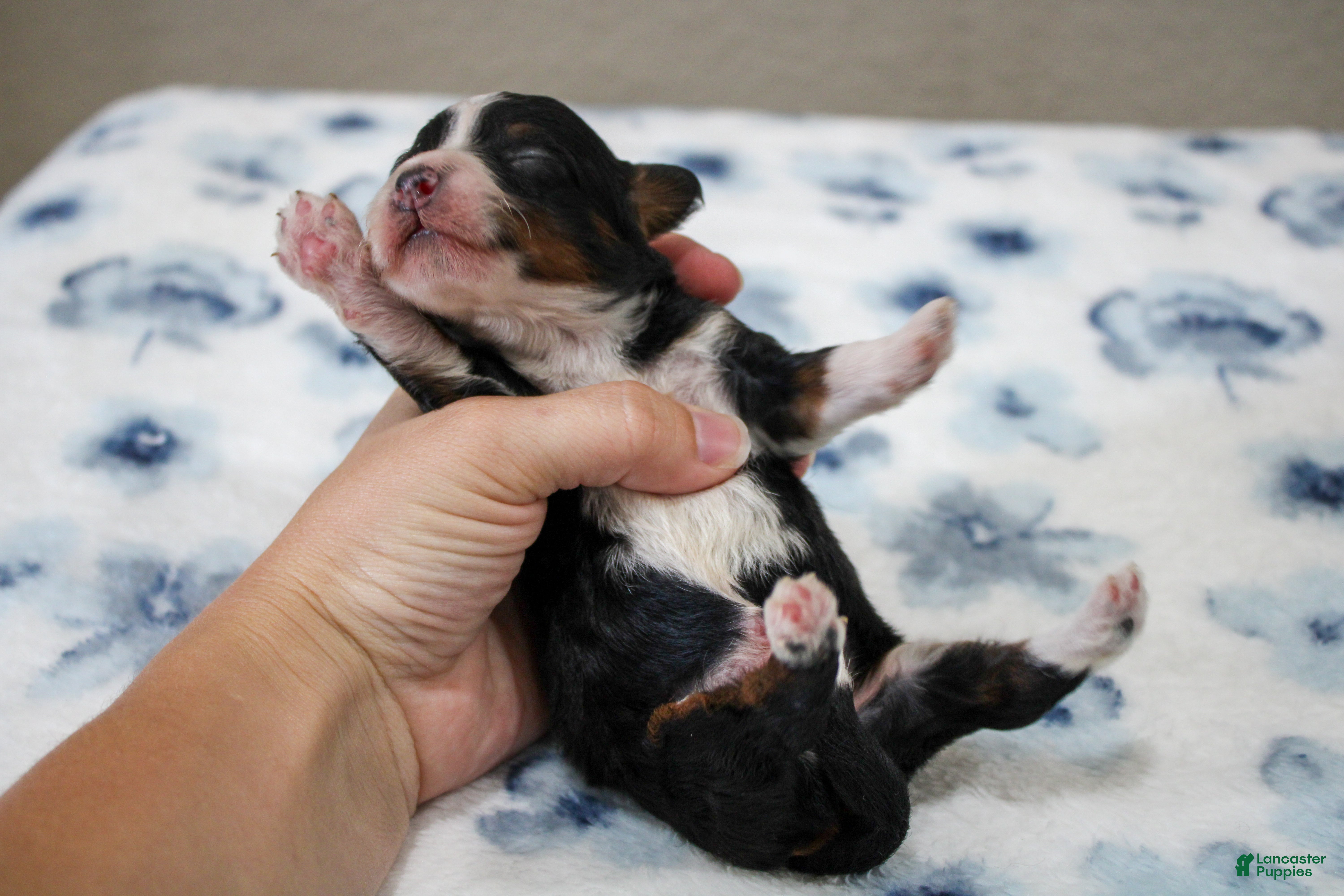 Mini Bernedoodle dogs Sawyer  - Ad 2