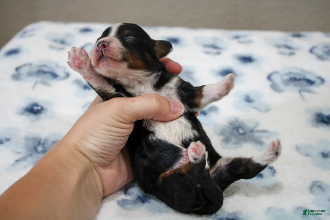 Mini Bernedoodle dogs for sale: Sawyer  - Ad 2