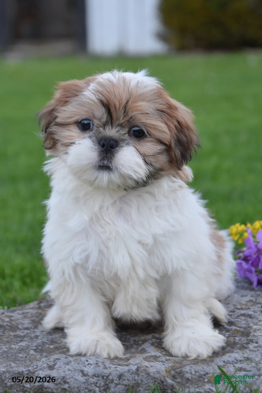 Shih Tzu dogs for sale: Glacier - Ad 1