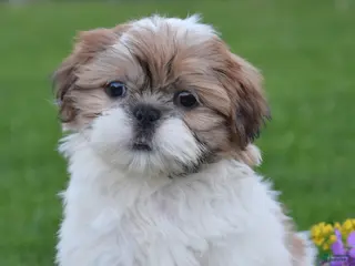 Shih Tzu dogs for sale: Glacier - Ad 3
