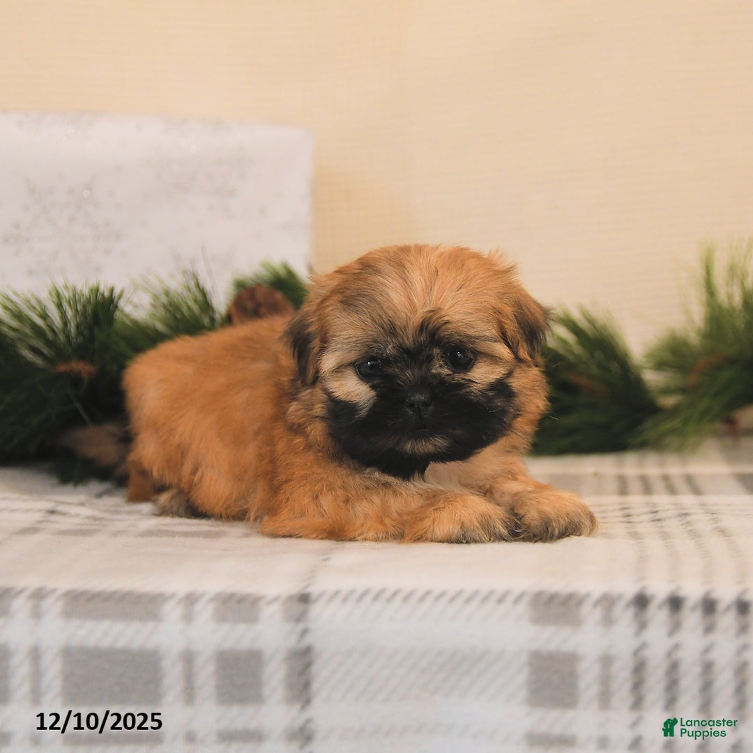 Shih Tzu dogs for sale: Luna   - Ad 3
