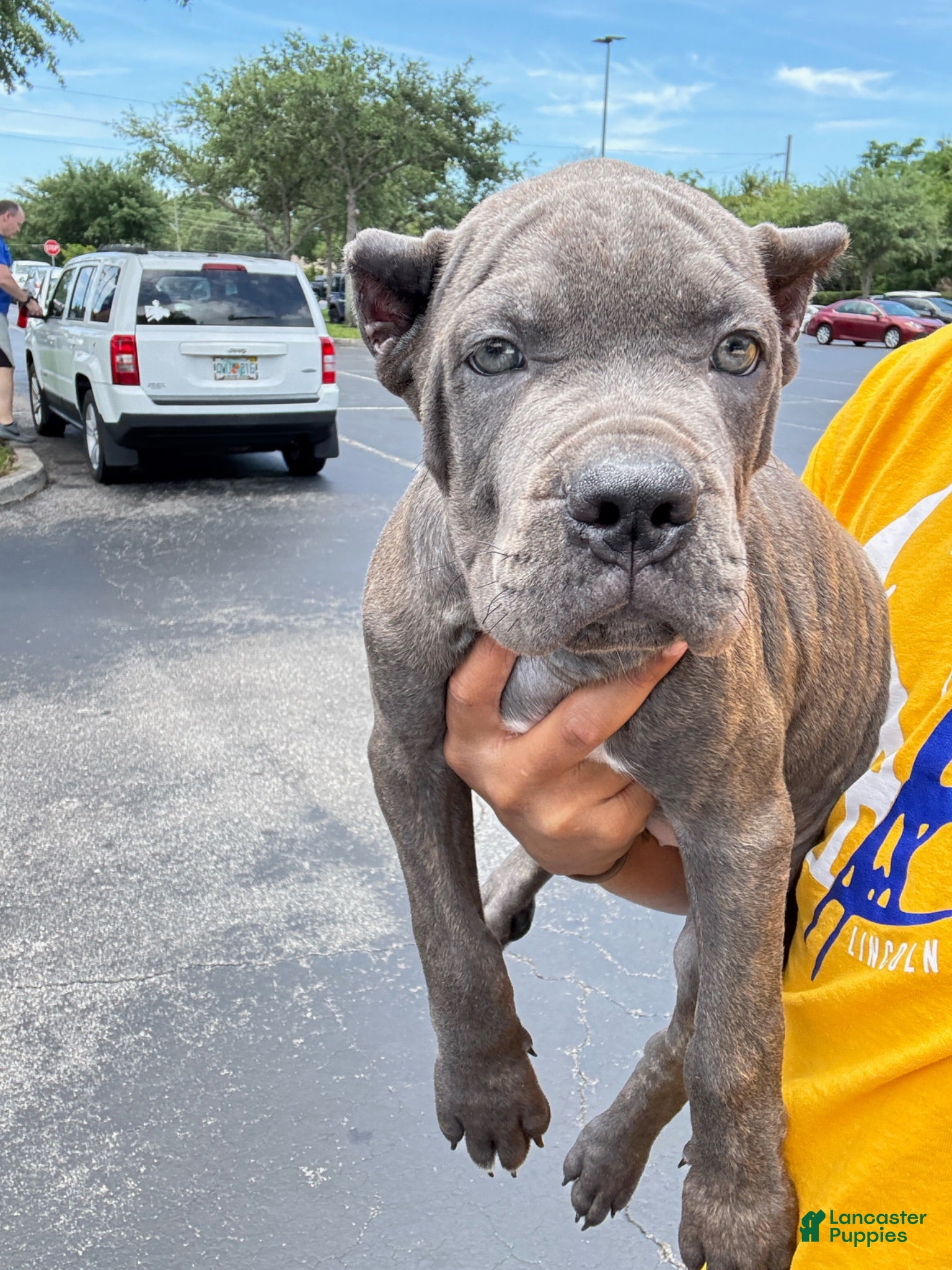 Cane Corso dogs Cane Corso 1 - Ad 16