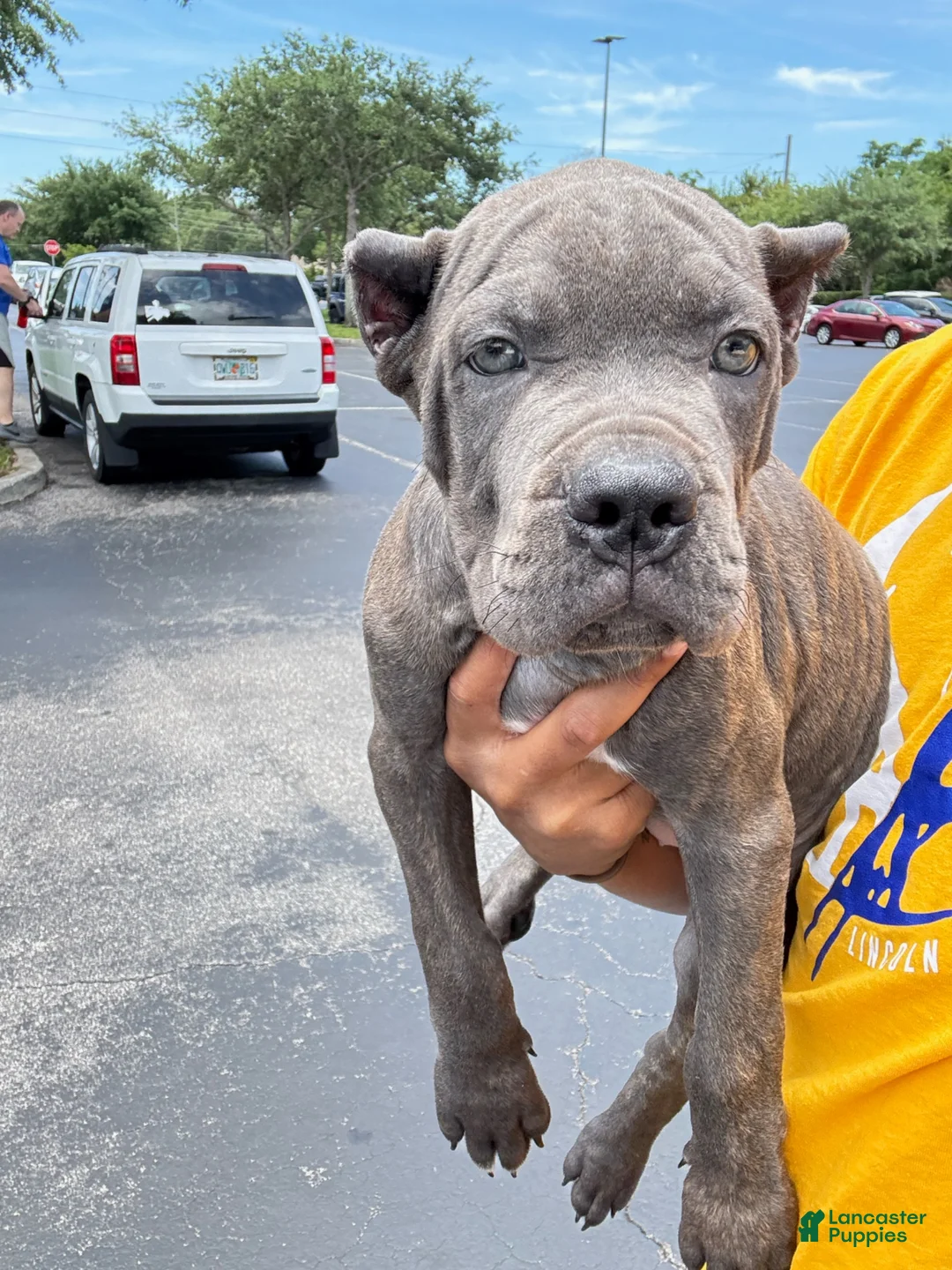 Cane Corso dogs for sale: Cane Corso 1 - Ad 1