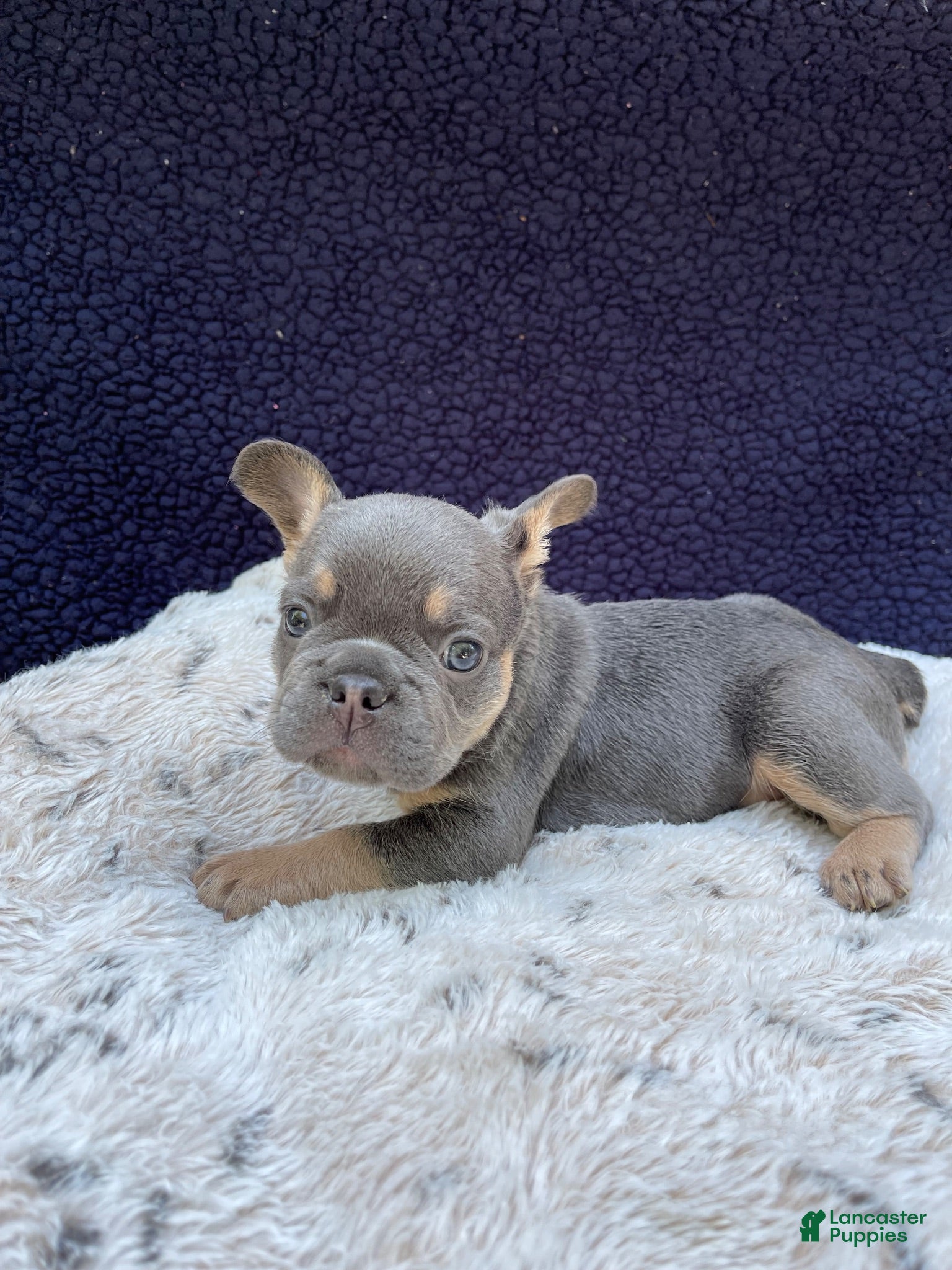 French Bulldog dogs French Bulldog 4 - Ad 2