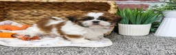 Shih Tzu dogs for sale: Dorothy - Ad 6