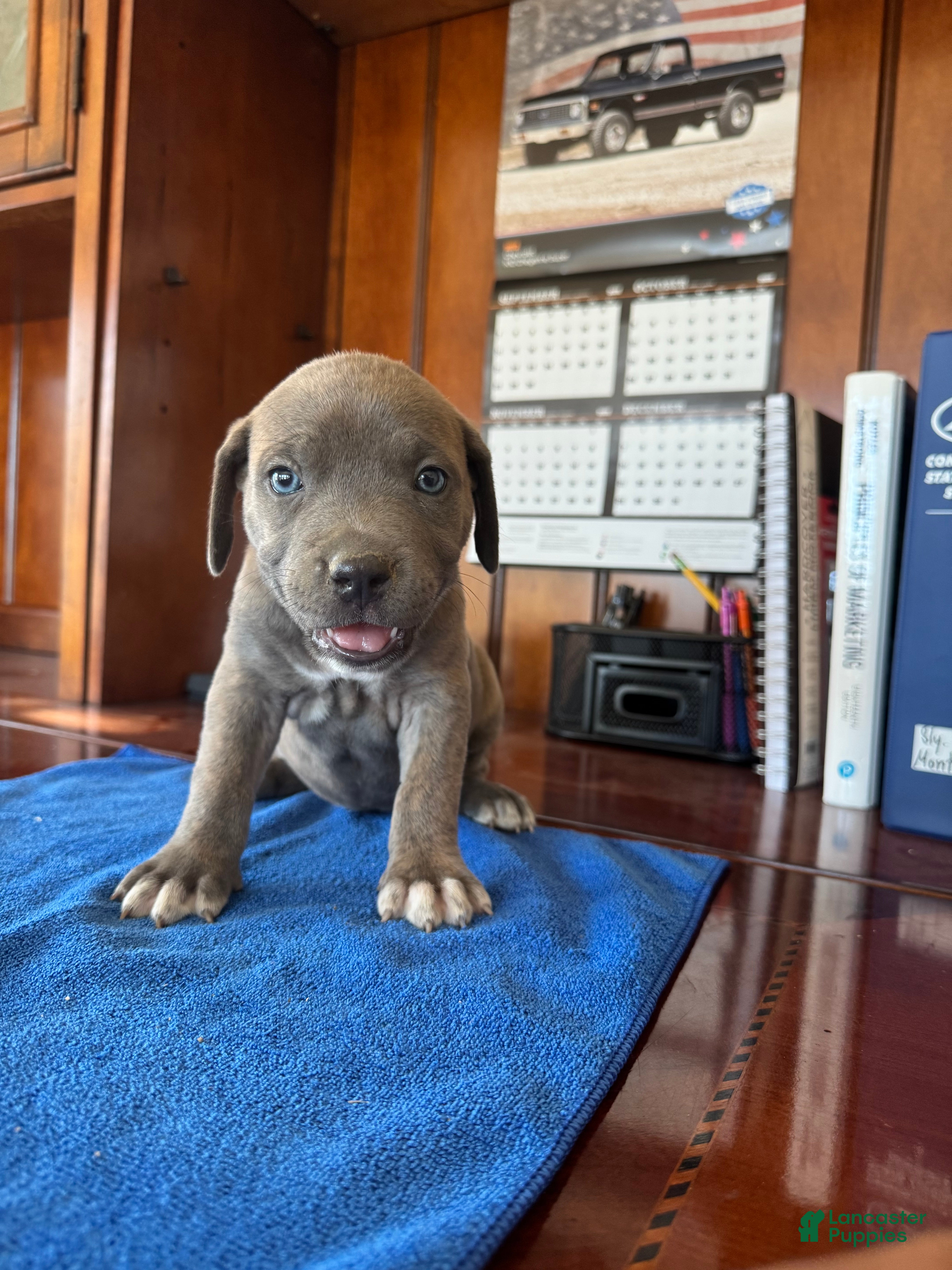Mixed Breed dogs Mixed Breed 4 - Ad 1