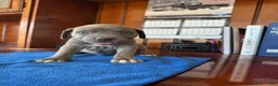 Mixed Breed dogs for sale: Mixed Breed 4 - Ad 1