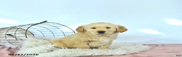 Golden Retriever dogs for sale: Daisy - Ad 4