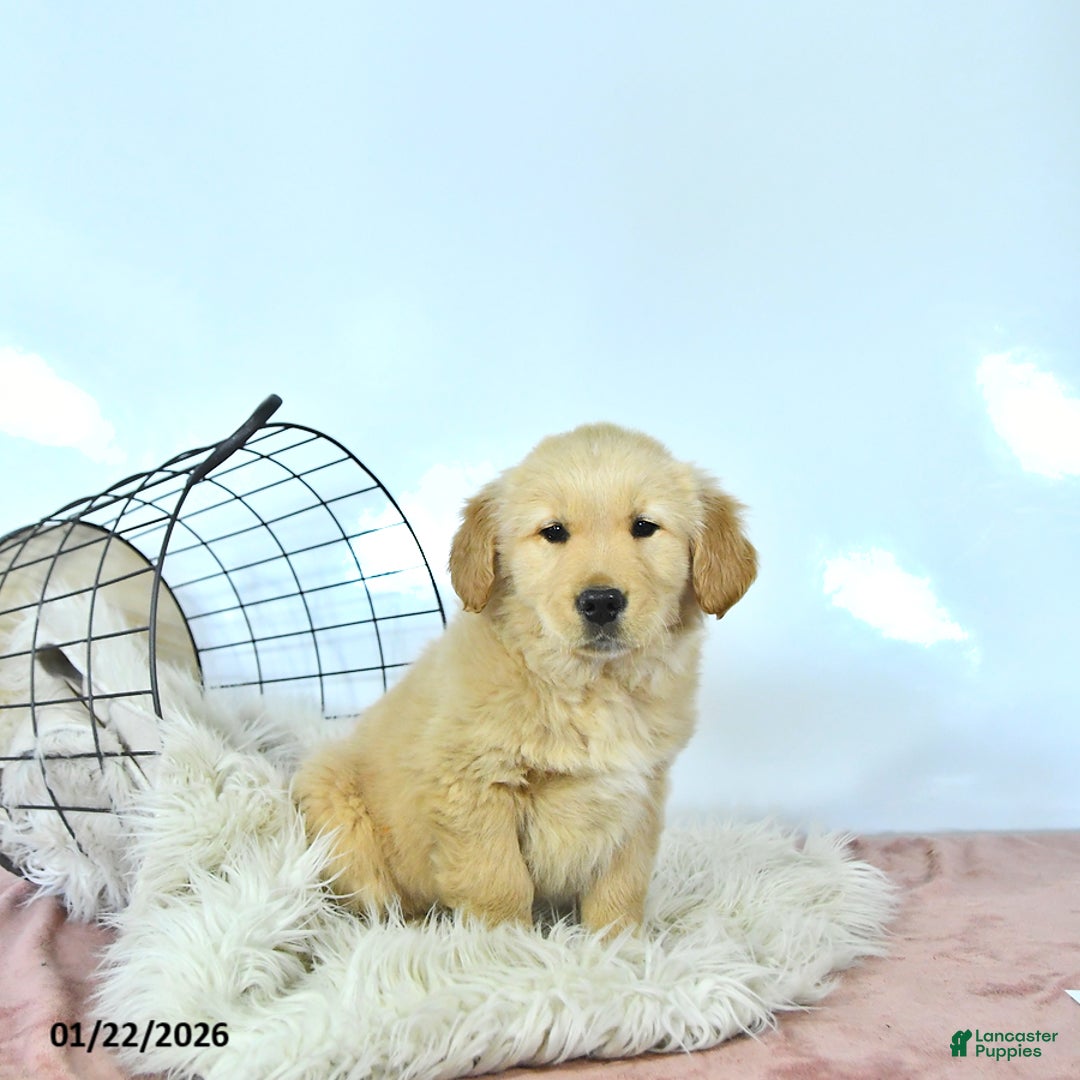 Golden Retriever dogs for sale: Daisy - Ad 4
