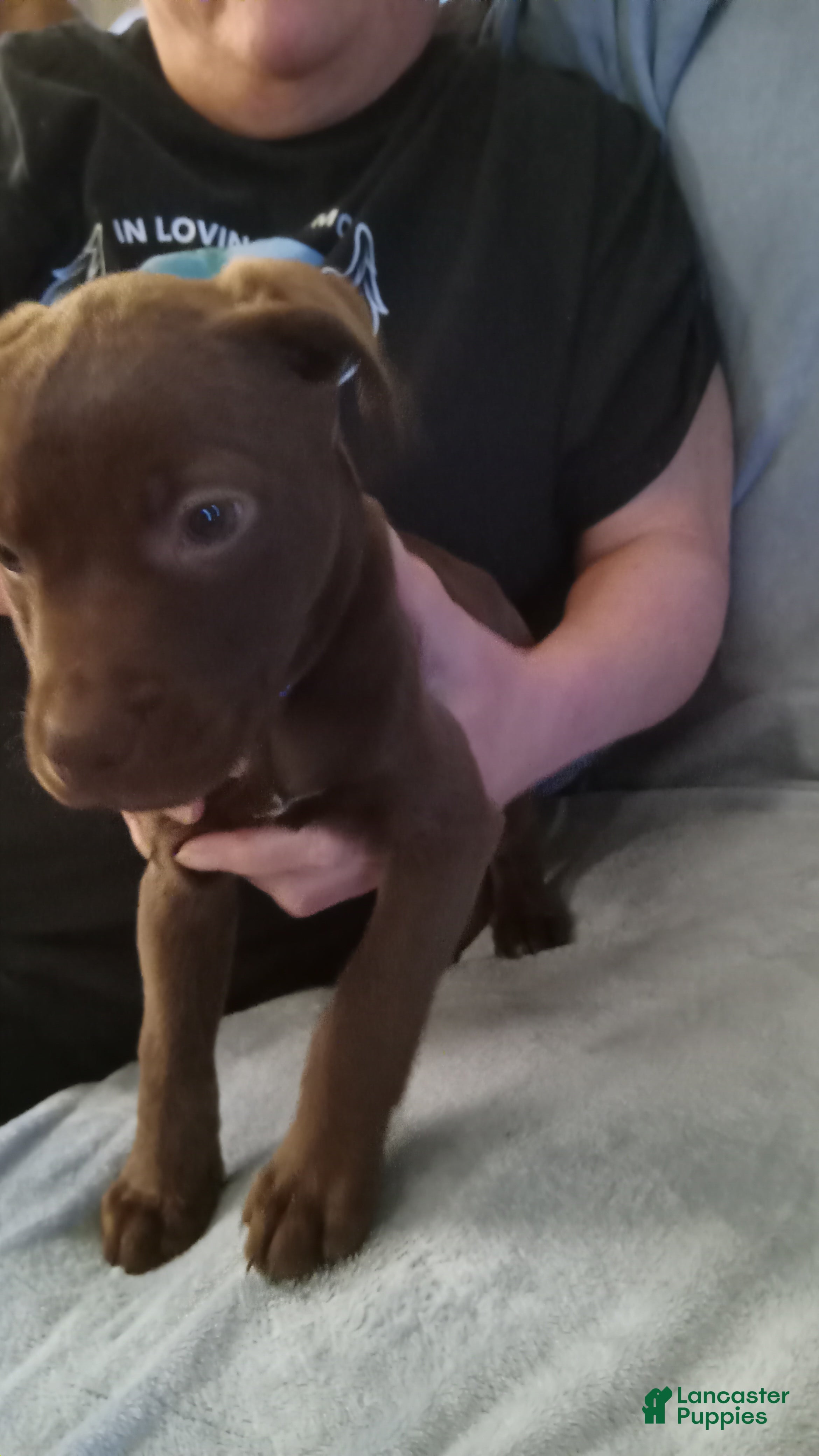 Mixed Breed dogs Mixed Breed Puppy 1 - Ad 28