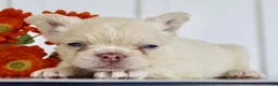 French Bulldog dogs for sale: Presley - Ad 6