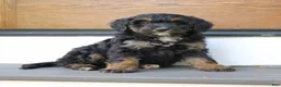 Mini Bernedoodle dogs for sale: Kash  - Ad 3