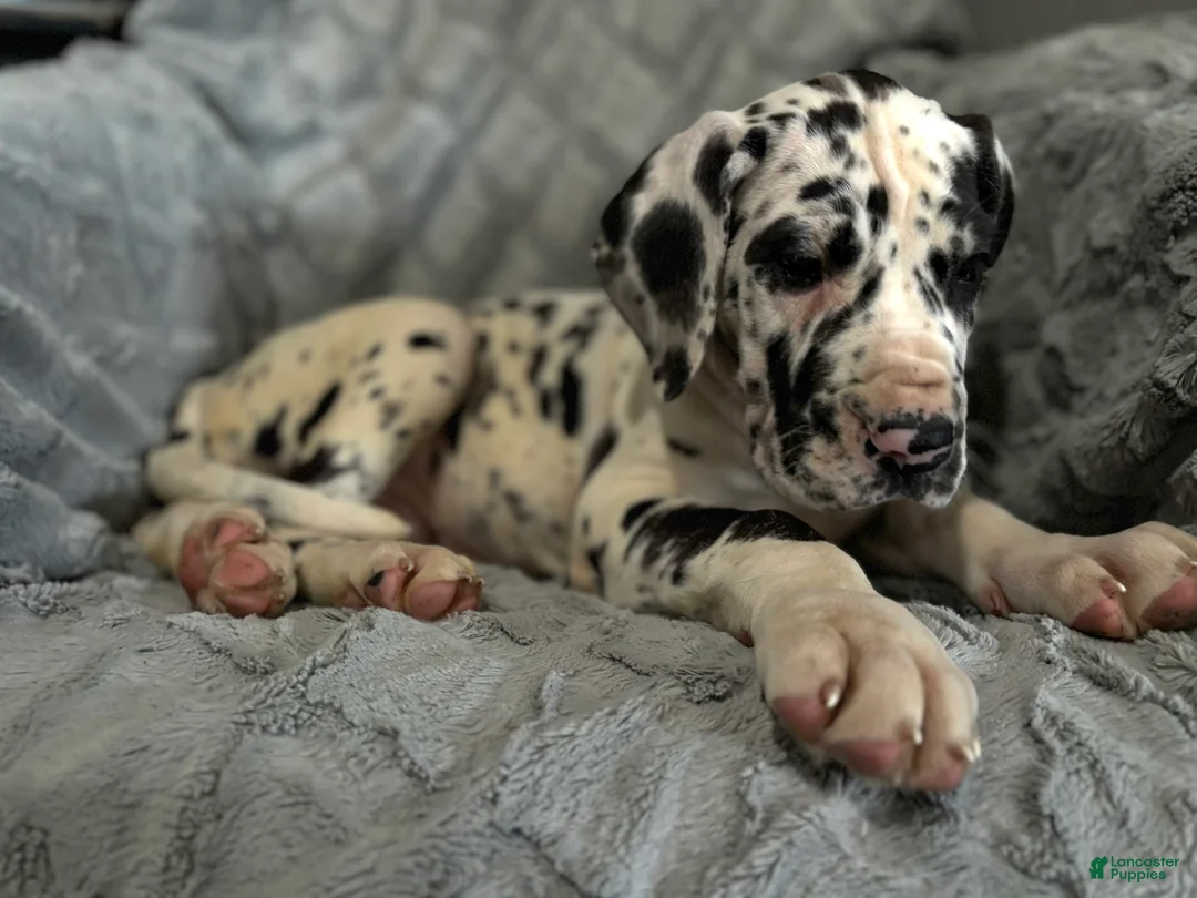 Great Dane dogs for sale: Domino  - Ad 2