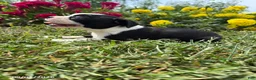 Boston Terrier dogs for sale: Halk - Ad 2