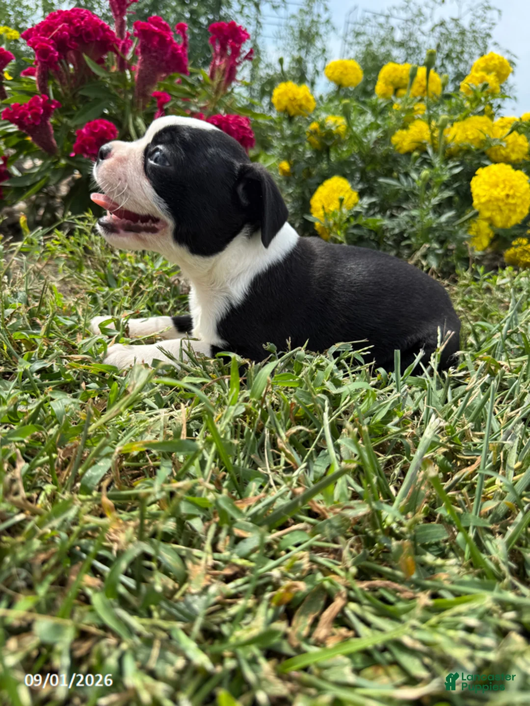 Boston Terrier dogs for sale: Halk - Ad 2