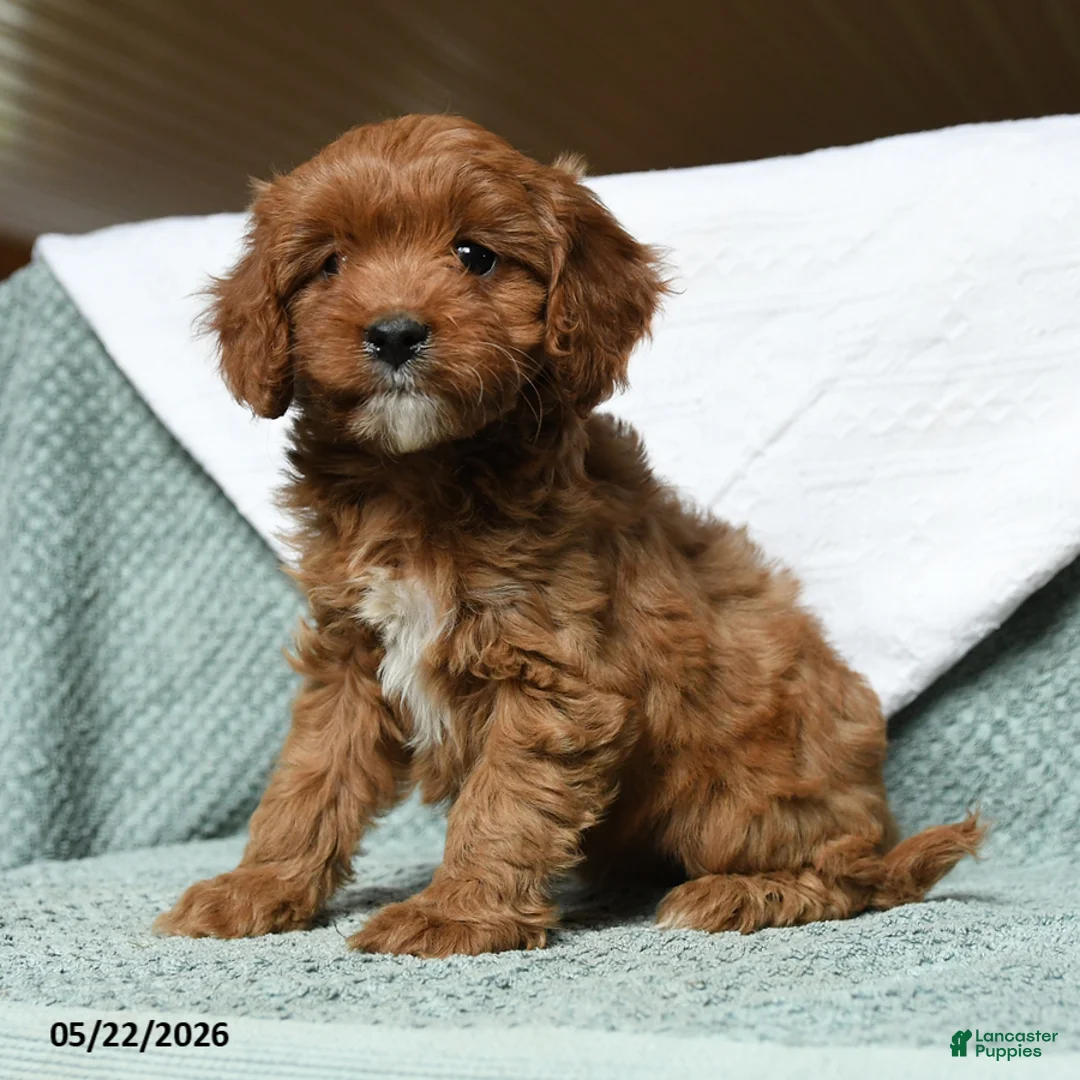 Cavapoo dogs for sale: Banner - Ad 1