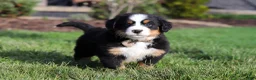 Bernese Mountain Dog dogs for sale: Prince - Ad 6