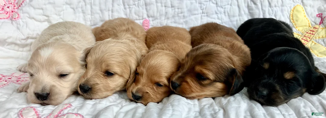 Miniature Dachshund dogs for sale: Cinnamon of Maple Valley Boulevard - Ad 8