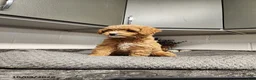 Mini Goldendoodle dogs for sale: Bonnie - Ad 3