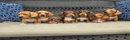 Miniature Dachshund dogs for sale: Black boy  - Ad 10