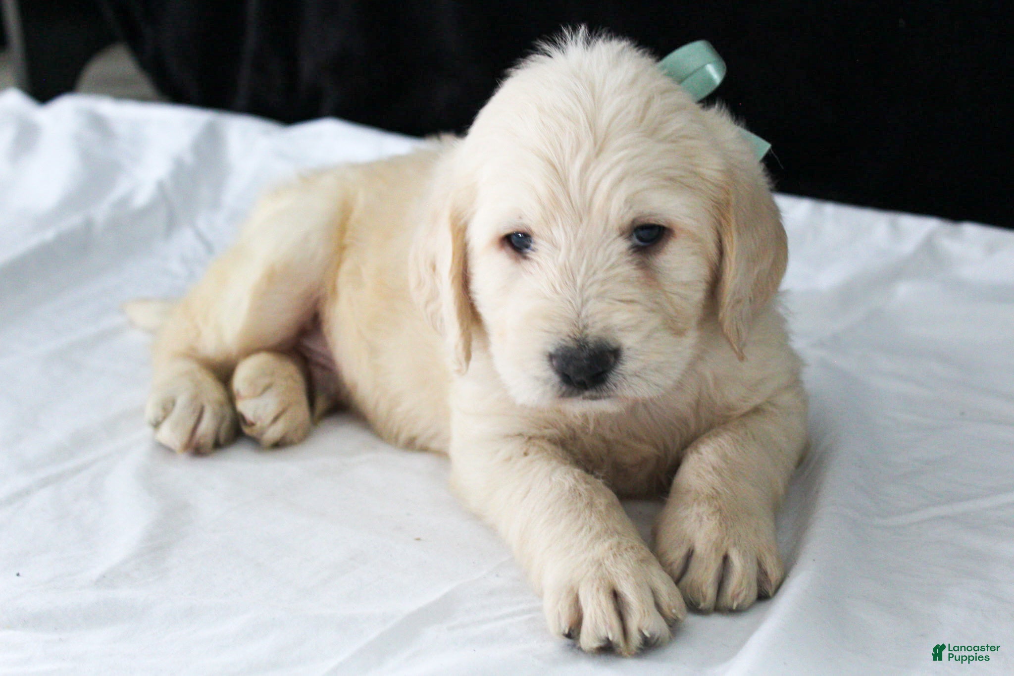 Labradoodle dogs Porter - Ad 1
