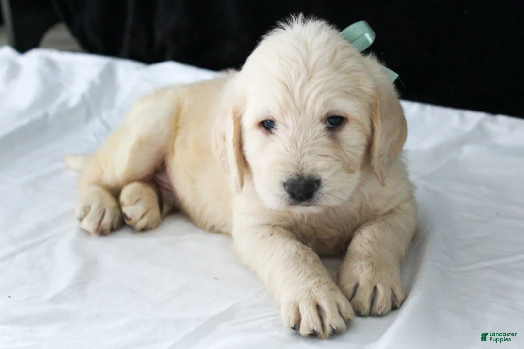 Labradoodle dogs for sale: Porter - Ad 1
