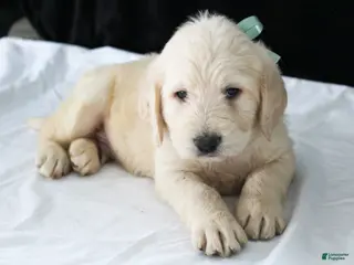 Labradoodle dogs for sale: Porter - Ad 1