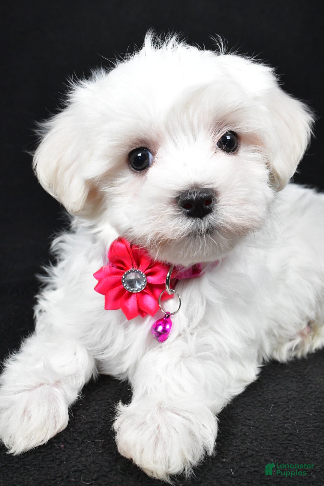 Maltese dogs for sale: Jill - Ad 5
