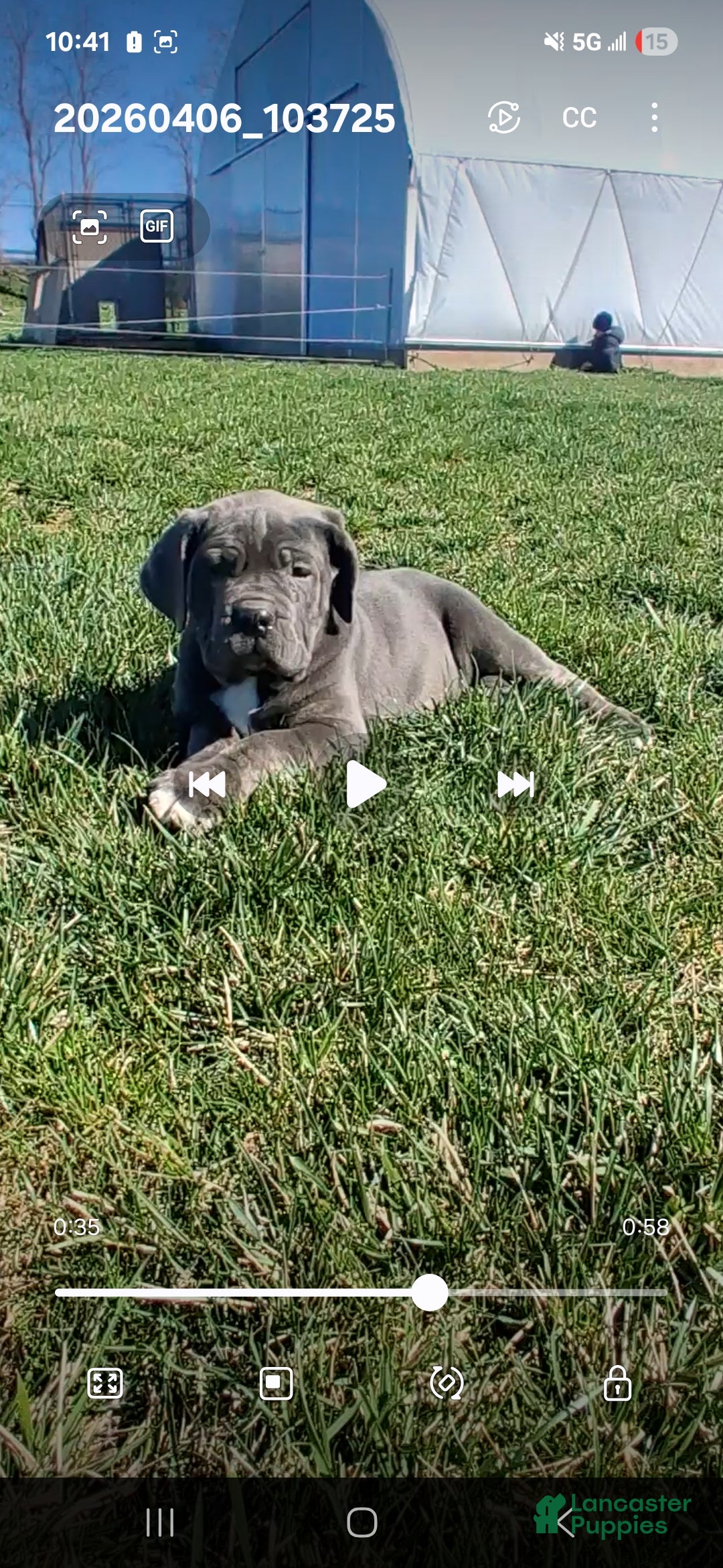 Cane Corso dogs Brianna - Ad 2
