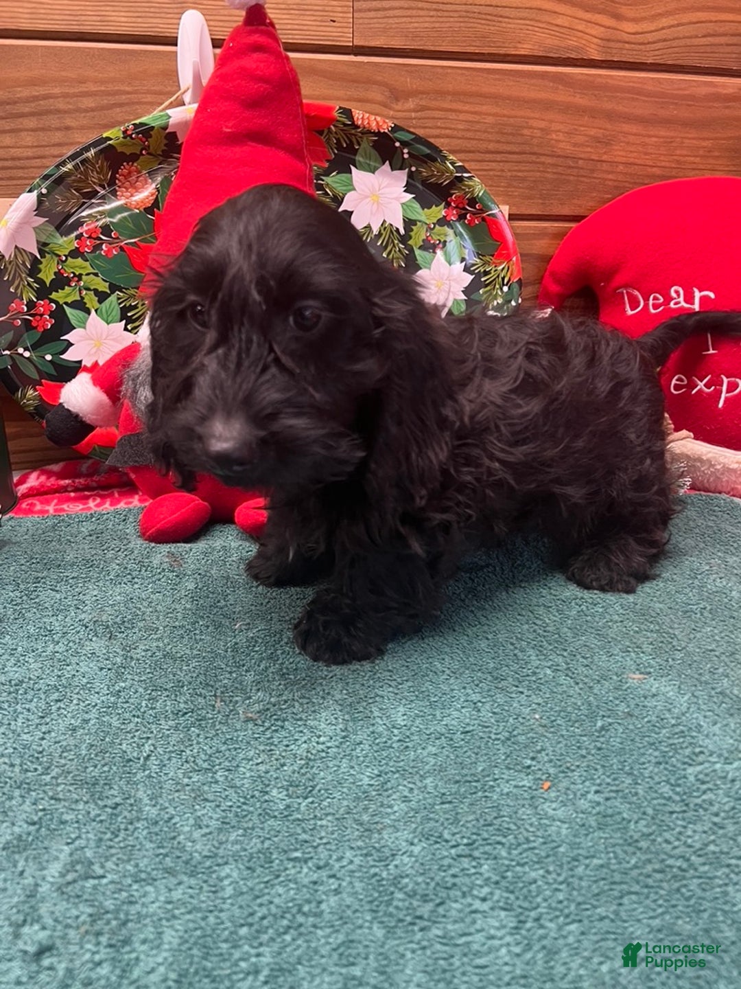 Dachshund dogs for sale: Silky Boy - Ad 2