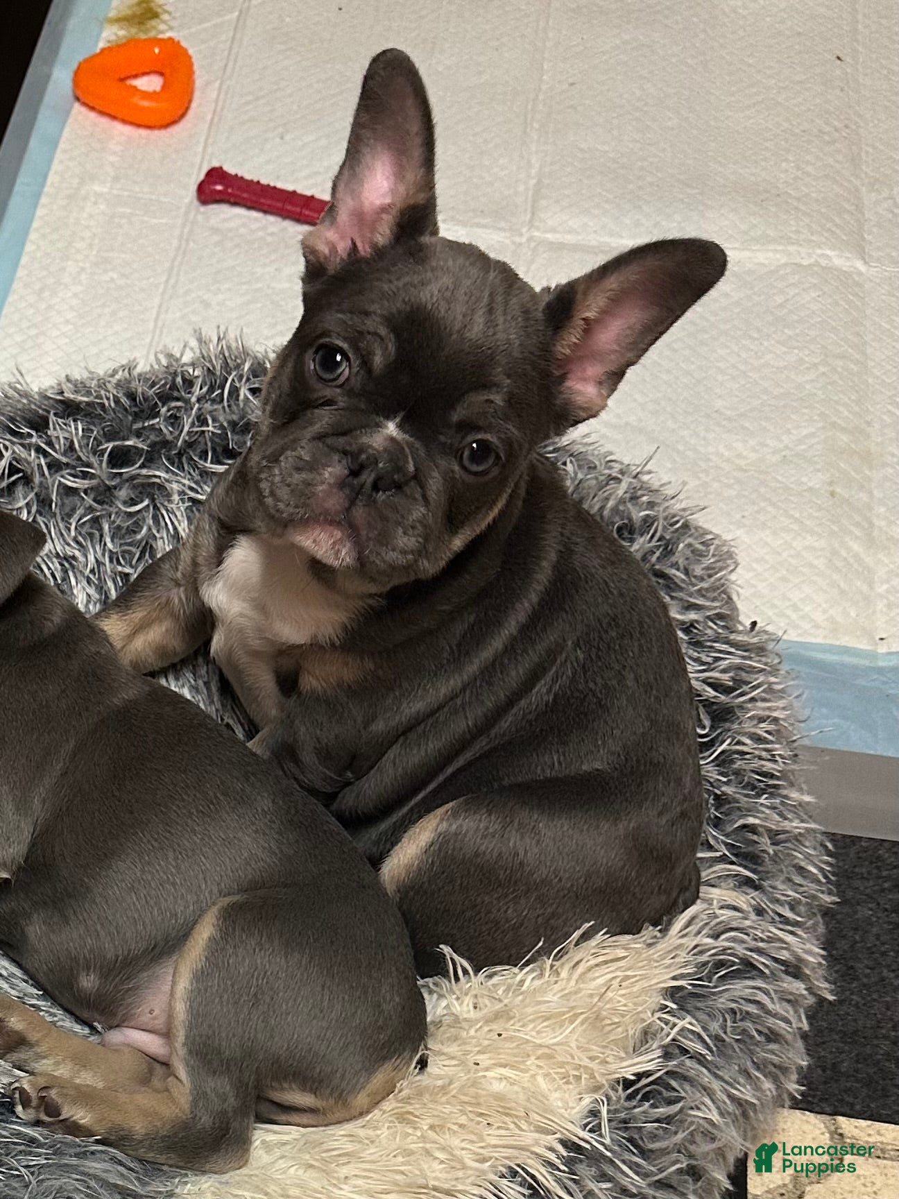 French Bulldog dogs Armani - Ad 29
