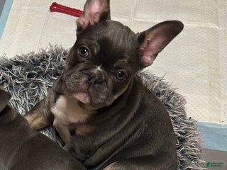 French Bulldog dogs Armani - Ad 13