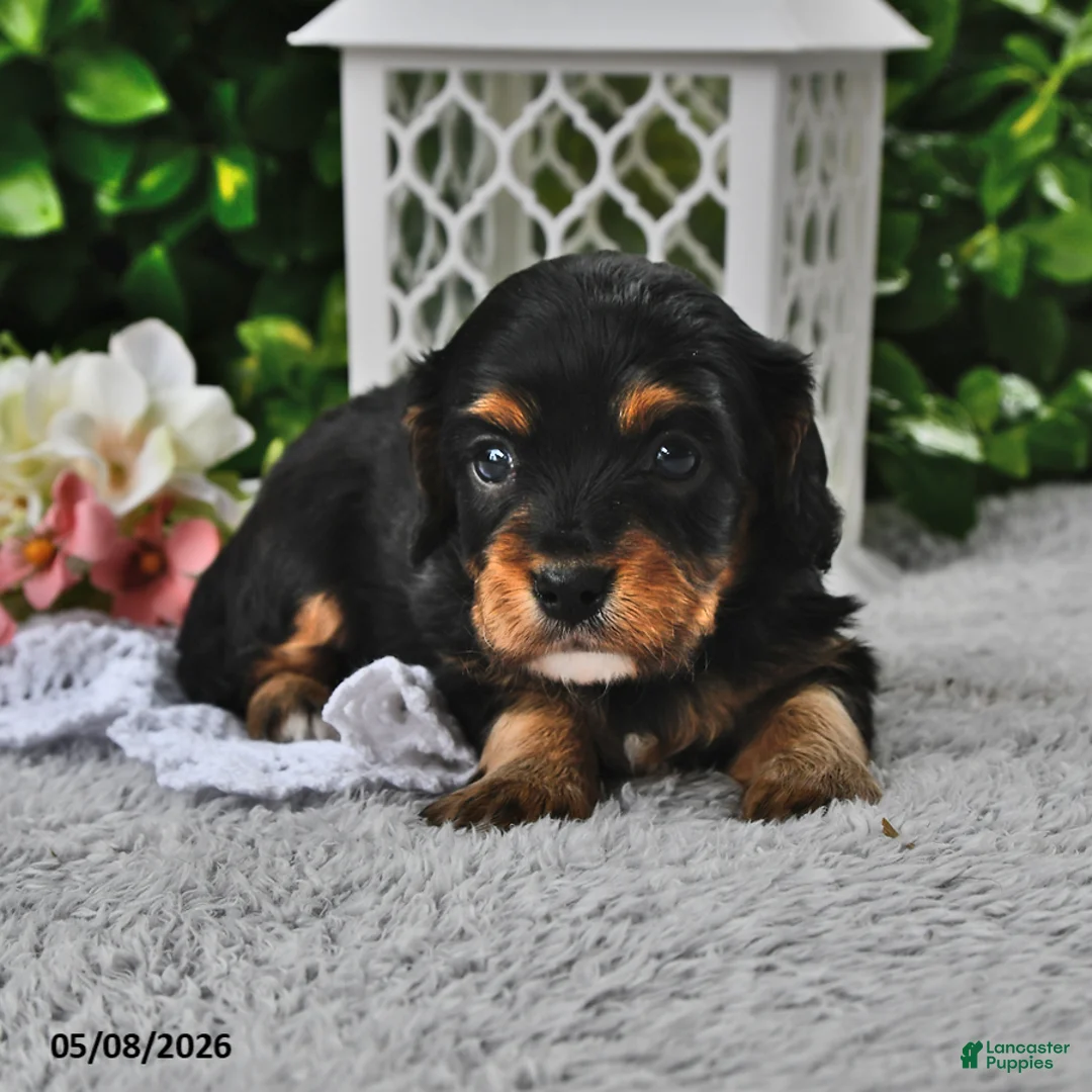 Cavachon dogs for sale: Benji - Ad 2