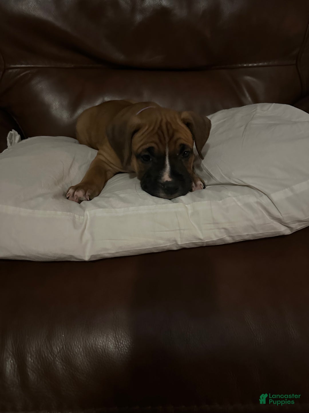 Mixed Breed dogs for sale: Gigi - Ad 3