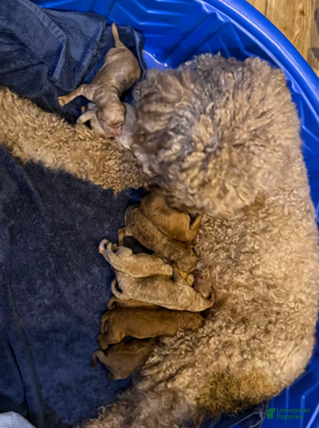 Goldendoodle dogs for sale: W25 Male Black Collar - Ad 5